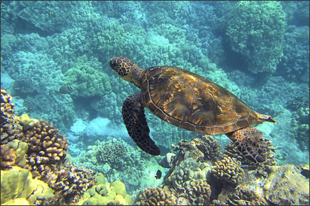 Hawaii bans sunscreen and urges reef-safe alternatives